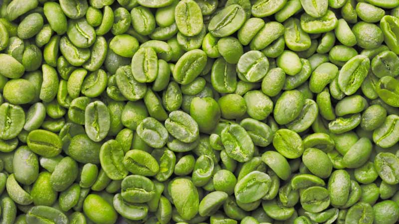 بررسی آنتی‌ اکسیدانی دانه سبز قهوه 