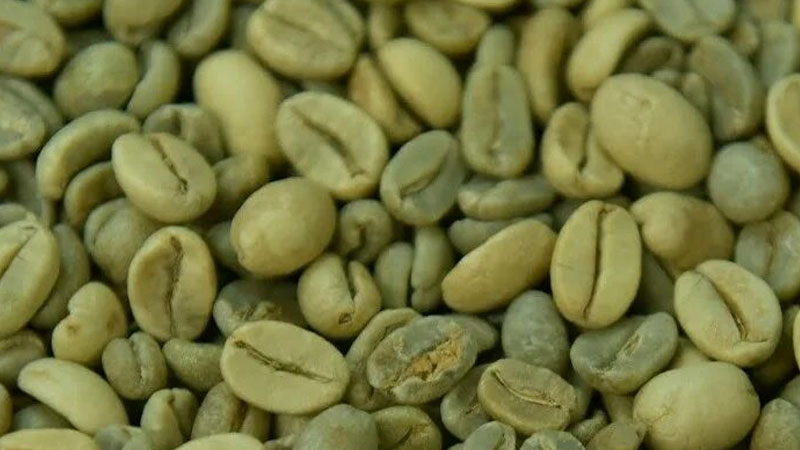 بررسی شرایط اقلیمی دانه سبز قهوه عربیکا