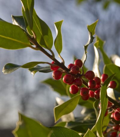 قهوه یمن ماتاری (Yemen Mocha Matari)
